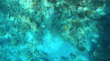 Mercan resiflerinde sualtı renkli tropikal balıklar