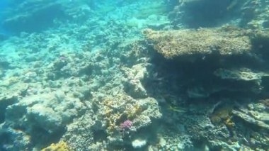Mercan resiflerinde sualtı renkli tropikal balıklar