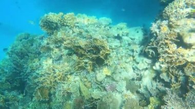 Mercan resiflerinde sualtı renkli tropikal balıklar