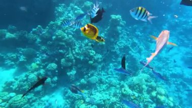 Mercan resiflerinde sualtı renkli tropikal balıklar