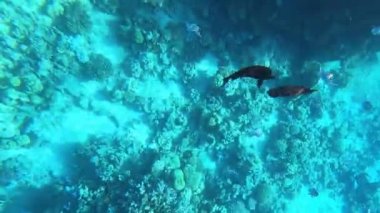 Mercan resiflerinde sualtı renkli tropikal balıklar