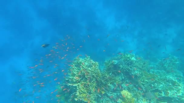 Peces Tropicales Submarinos Colores Los Arrecifes Coral — Vídeos de Stock