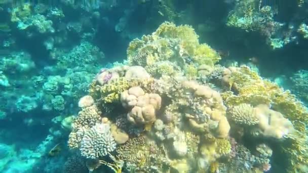 Vann Fargerike Tropiske Fisker Korallrev – stockvideo