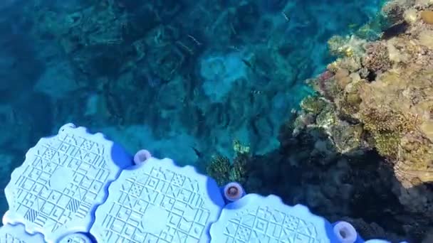 Färgglada Tropiska Fiskar Vattnet Vid Korallrevet — Stockvideo