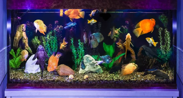 The close up of aquarium tank full of fish