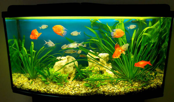 The close up of aquarium tank full of fish