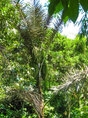 Bali 'deki ağaçta guava meyvesi