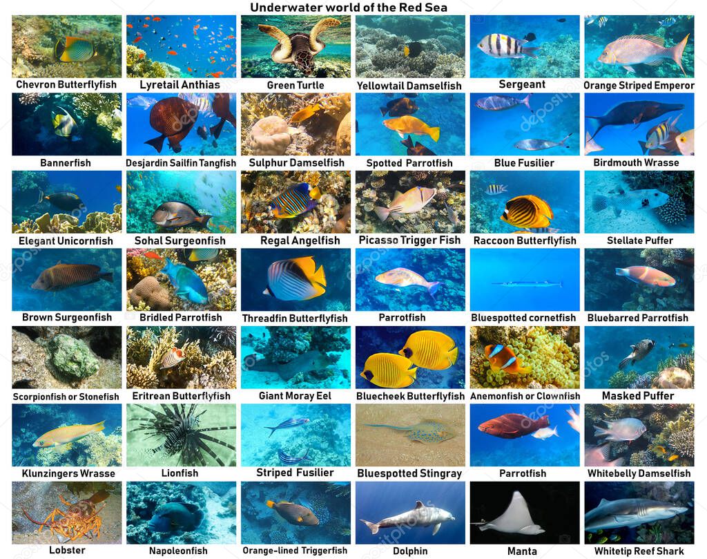 The underwater atlas or marine life identification guide. Collection of tropical fishes. Catalog from coral fish at Red Sea - Picasso Trigger Fish, grouper, clownfish and other