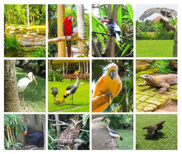 Traditional Balinese Green Garden Bali Bird Park — Stock Photo, Image