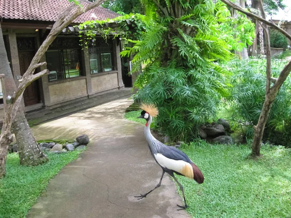 Bird Park Bali Island Indonesia — Stock Photo, Image
