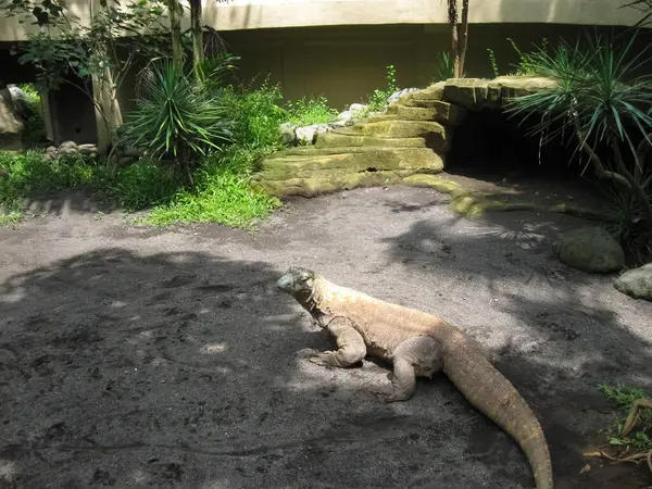 Parc Oiseaux Bali Île Indonésie — Photo