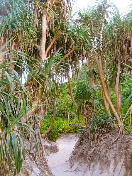 Zielone Palmy Maya Bay Phi Phi Island Tajlandia — Zdjęcie stockowe
