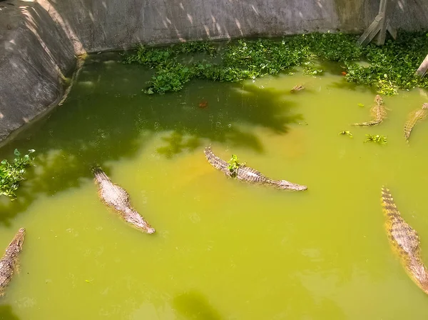 Crocodiles Sur Île Koh Samui Thaïlande Île — Photo