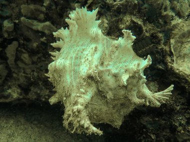Andaman Denizi Tayland 'da taştan balık siğili Synanceia verrucosa