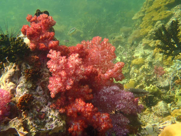 Schöne Gesunde Weichkorallen Voller Blüte Umgeben Von Einem Schwarm Fische — Stockfoto