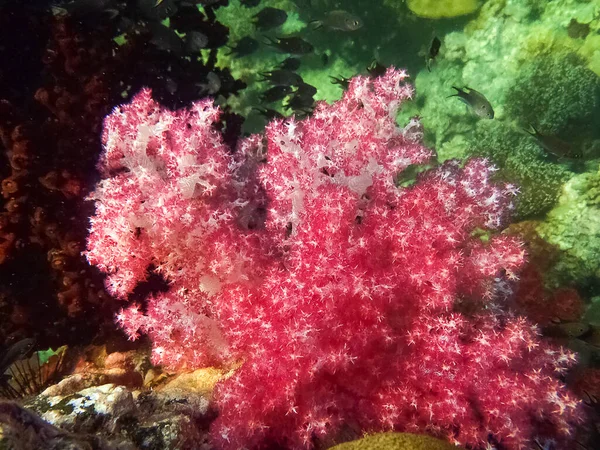 Piękne Zdrowe Koralowce Rozkwicie Otoczony Przez Szkolnych Ryb Krystalicznie Czystej — Zdjęcie stockowe