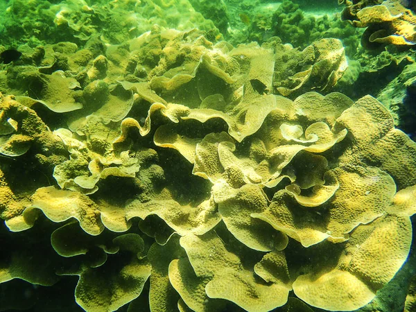 Großaufnahme Von Pavona Coral Oder Pavona Decussatus Andamanenmeer — Stockfoto