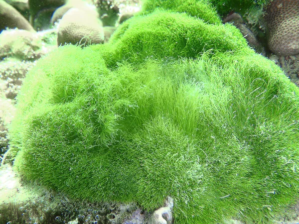 Ceci Est Une Image Polypes Étoiles Vert Incrustation Mer Andaman — Photo