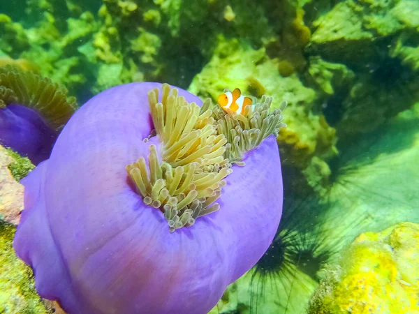 Zelený Korálový Útes Tropickém Moři Pod Vodou — Stock fotografie