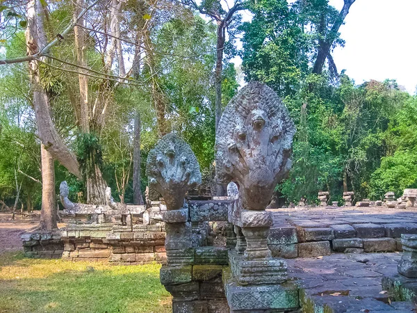 Ağaçların Eski Tapınağın Resmi Angkor Kamboçya — Stok fotoğraf
