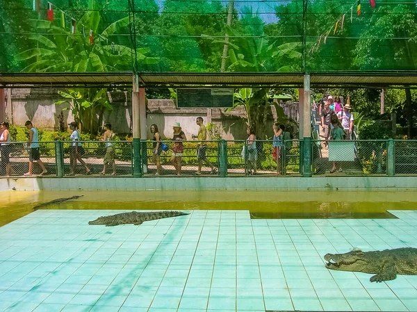 Koh Samui Tailândia Junho 2008 Crocodilo Lutador Realizando Show Koh — Fotografia de Stock