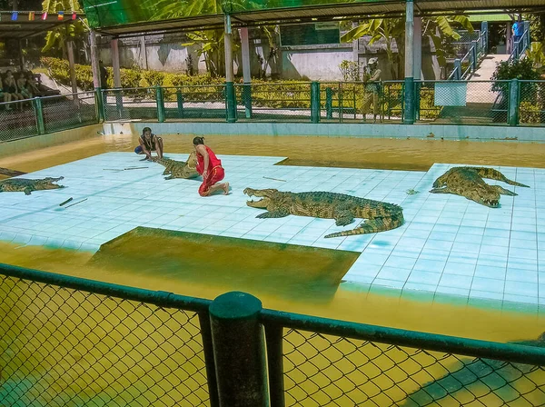 Koh Samui Tailândia Junho 2008 Crocodilo Lutador Realizando Show Koh — Fotografia de Stock