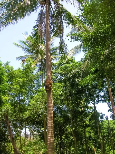 Apenshow Groen Bos Samui Eiland Thailand — Stockfoto