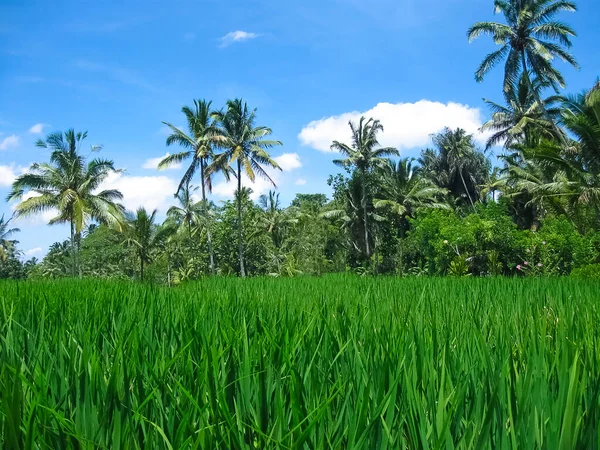 Groene Rijstterrassen Bali Eiland Indonesië — Stockfoto