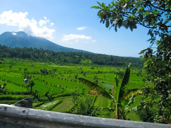 Endonezya Daki Bali Adasında Yeşil Pirinç Terasları — Stok fotoğraf