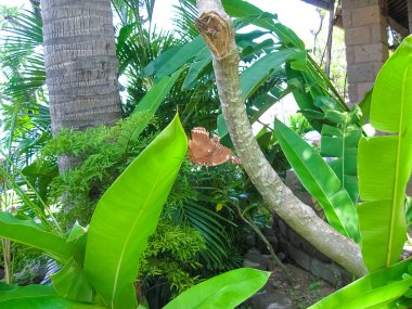 Bali 'deki tropikal yapraklara ve kelebeklere yakın.