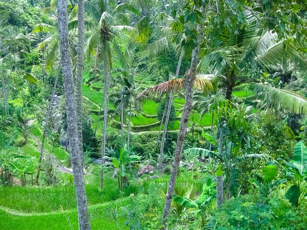 Πράσινες Βεράντες Ρυζιού Στο Νησί Μπαλί Ινδονησία — Φωτογραφία Αρχείου