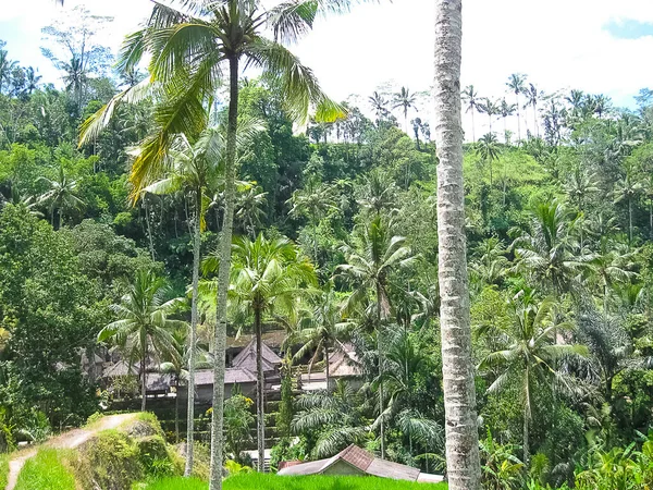 Gunung Kawi Tapınağı Candi Bali Endonezya Ormanda — Stok fotoğraf