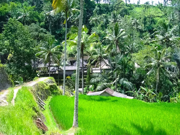 Gunung Kawi Temple Candi Jungle Bali Indonesië — Stockfoto