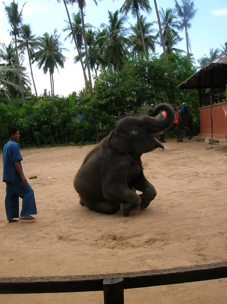 Koh Samui Tailandia Junio 2008 Joven Elefante Haciendo Trucos Tailandia — Foto de Stock