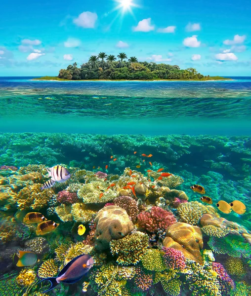 Collage Sobre Playa Tropical Con Hermoso Mundo Submarino Día Soleado — Foto de Stock