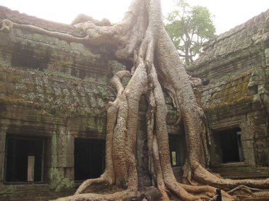 Ta Prohm Tapınağı 'nın klasik resmi, Angkor, Kamboçya