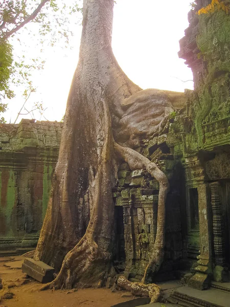 Das Bild Vom Tempel Prohm Angkor Kambodscha — Stockfoto