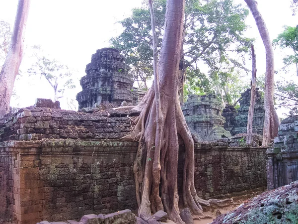 Image Classique Temple Prohm Angkor Cambodge — Photo