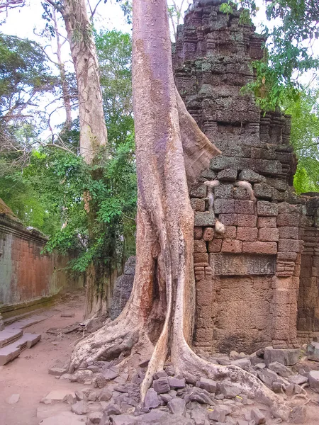Het Klassieke Beeld Van Prohm Temple Angkor Cambodja — Stockfoto