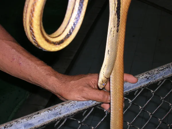 Der Mann Mit Der Schlange Der Hand Thailand — Stockfoto