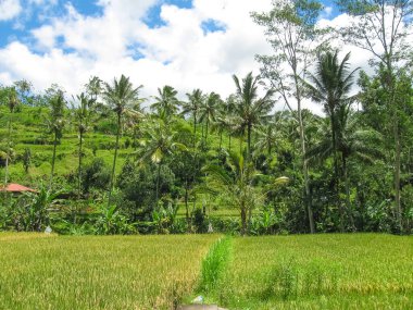 Endonezya 'daki Bali adasında yeşil pirinç terasları