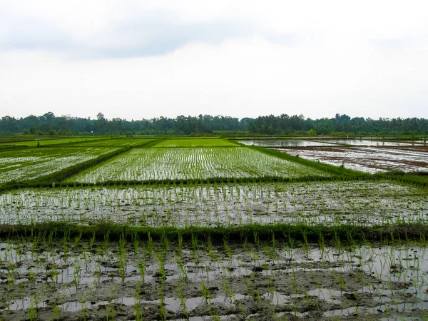 Groene Rijstterrassen Bali Eiland Indonesië — Stockfoto