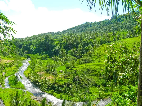 Zöld Rizs Teraszok Bali Szigetén Indonéziában — Stock Fotó