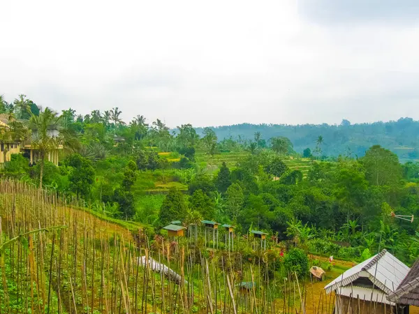 Terrasser För Grönt Ris Bali Island Indonesien — Stockfoto