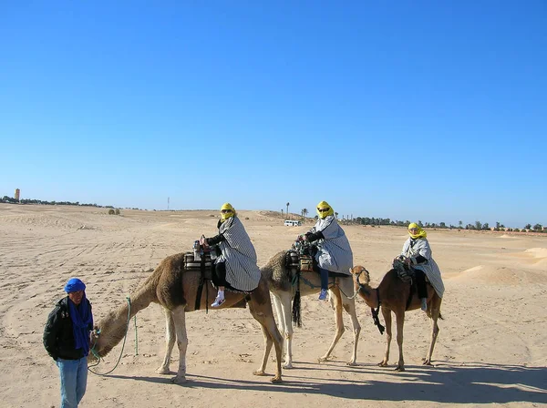 突尼斯 2008年1月3日 以地中海为代价的骆驼 — 图库照片