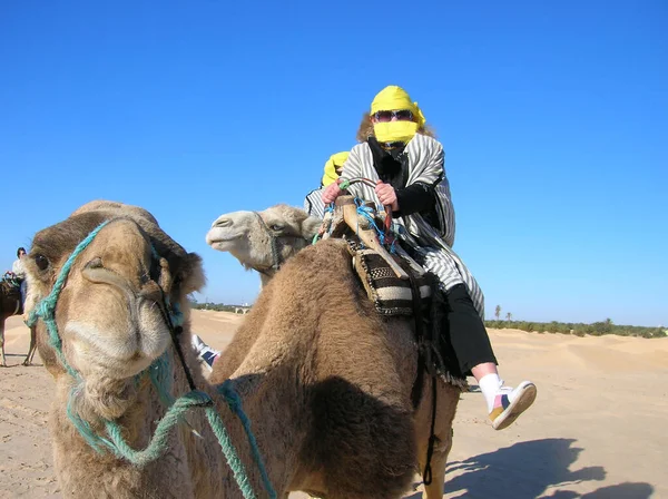 Туніс Січня 2008 Верблюд Ціною Середземного Моря — стокове фото
