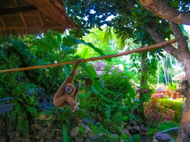 Samui adasındaki maymun ve yeşil orman. Tayland.