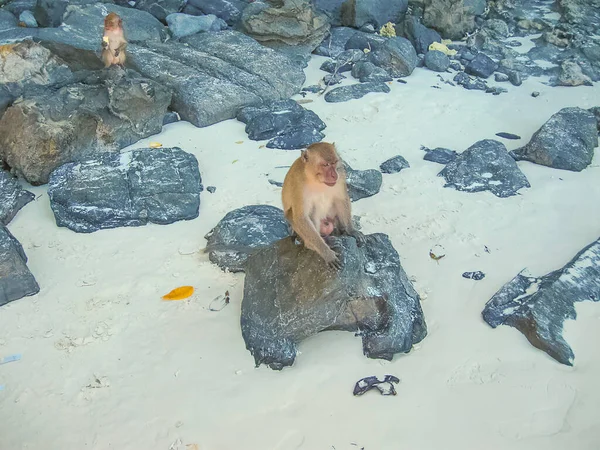 Scimmia Monkey Beach Phi Phi Thailandia Spiaggia Delle Scimmie Sull — Foto Stock