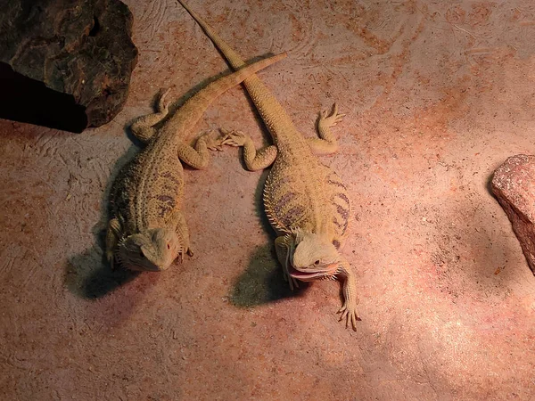 Gecko Ferme Camouflage Lézards Reptiles Sur Fond Sable — Photo