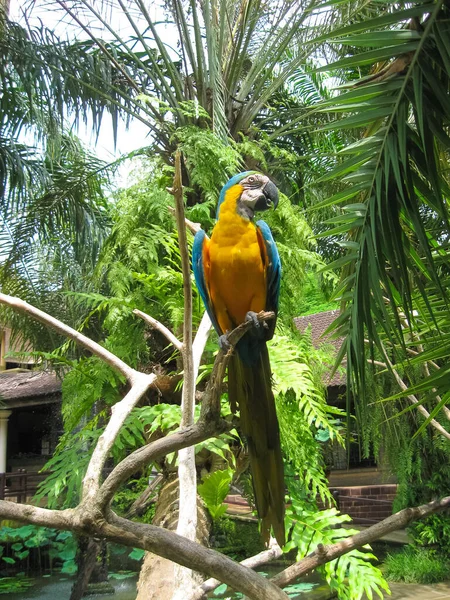 Parque Bird Ilha Bali Indonésia — Fotografia de Stock